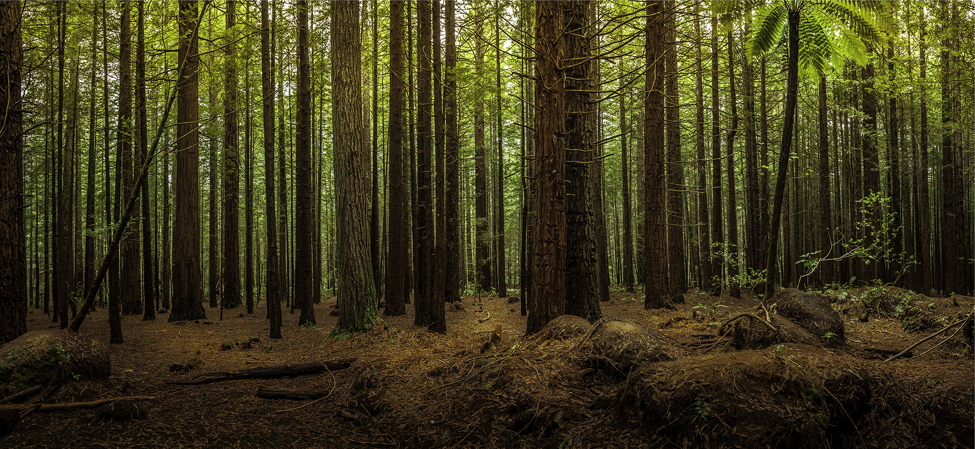 Redwoods, Rotorua